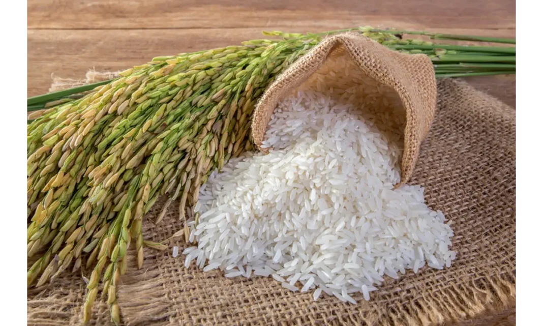 Rice plant: Oryza sativa