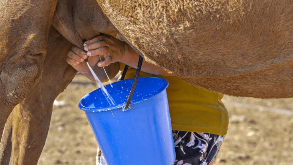 camel milk