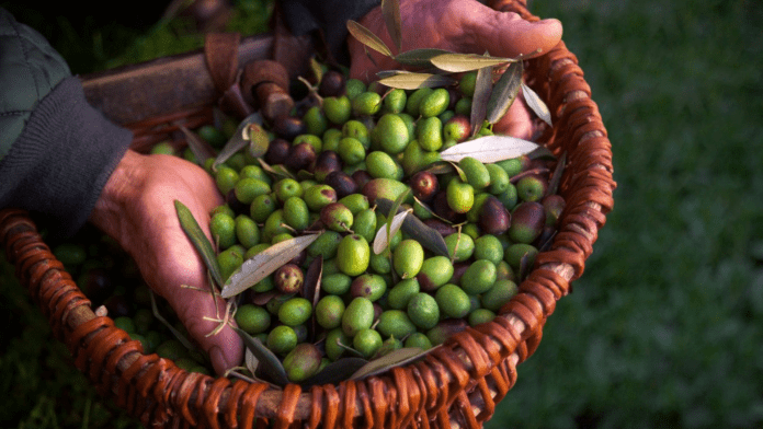 food source food source