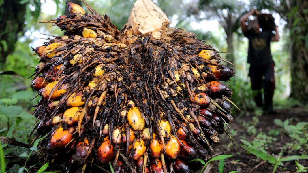 EU Implements Ban On Food Products Associated With Deforestation Biology Diagrams