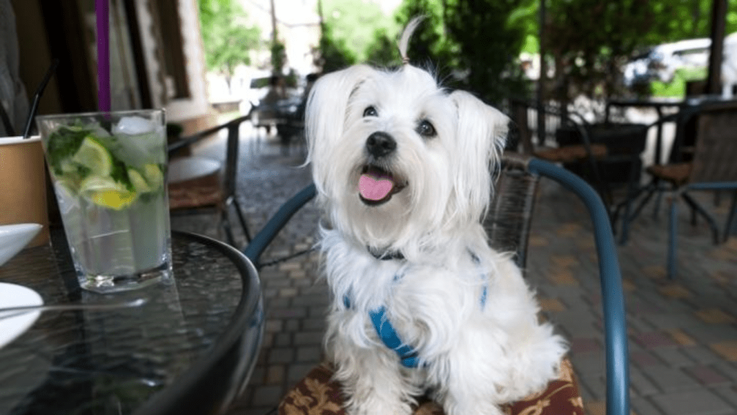 Bangalore's pet-friendly restaurants