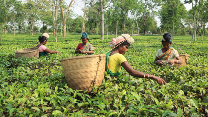 tea garden