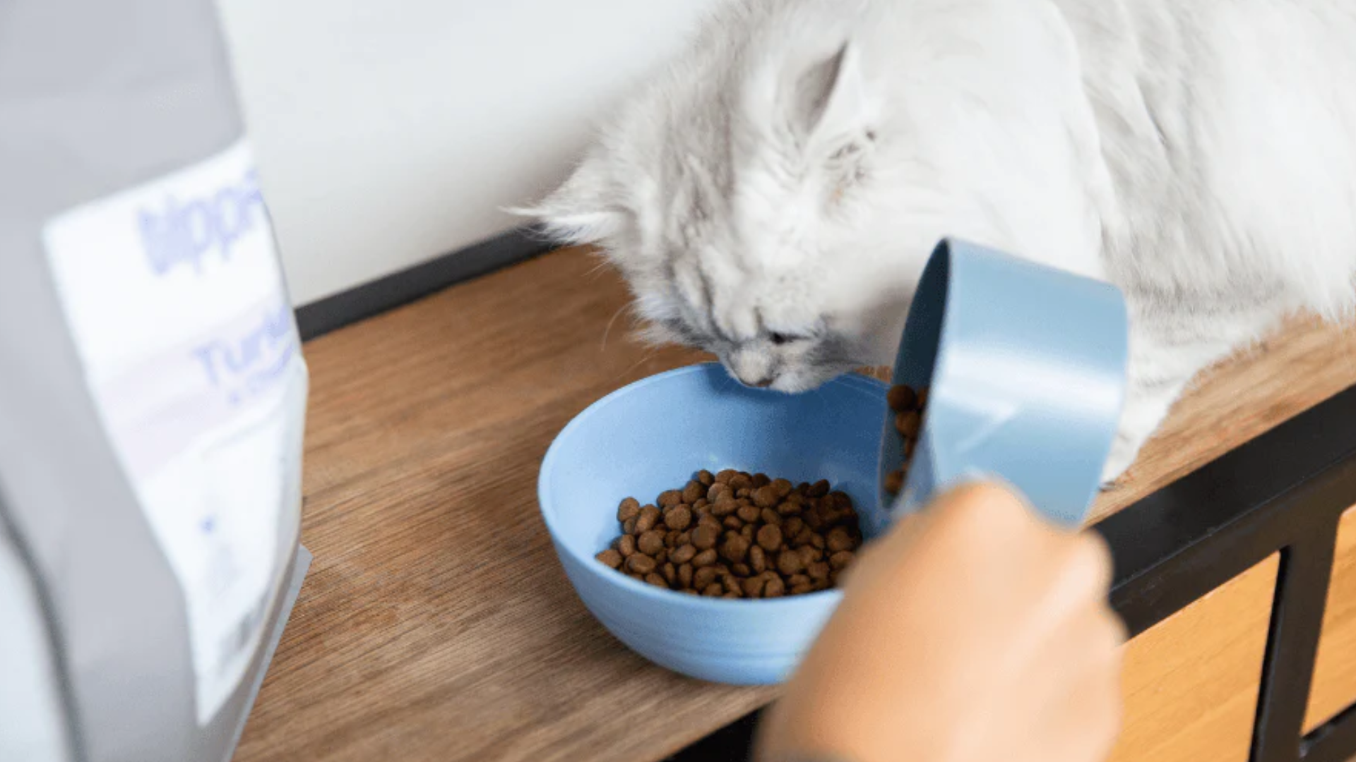Is Your Cat's Food Harming Them? Learn How To Spot The Best Cat Food