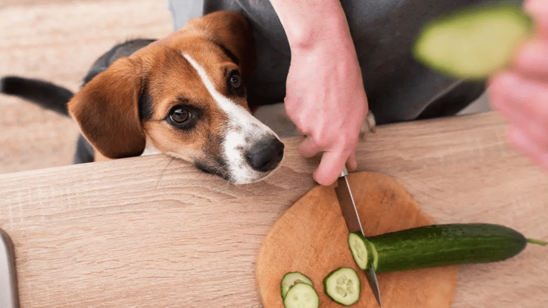 Cucumbers for dogs