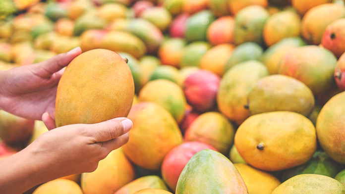 Mango Varieties Mango Varieties