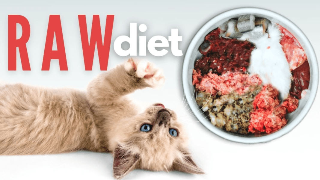 raw food diet for cats