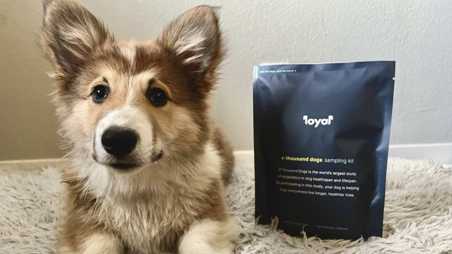 Anti-Aging Drug Saves Dying 12-Year-Old Dog; US Millionaire Excited For ...