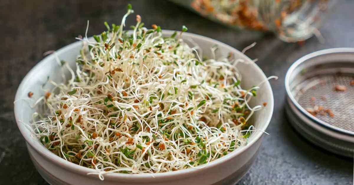 Protein rich sprouts