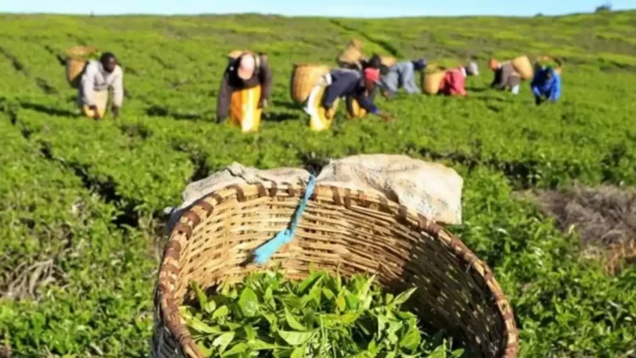 Tea workers